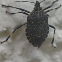 カメムシ