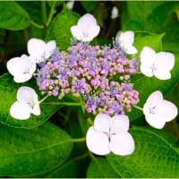 🌊 土佐 桂浜 の 紫陽花 🐋