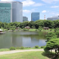  東京を散歩する、その3_浜離宮庭園の花と猫