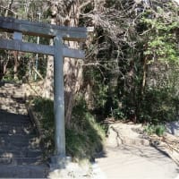 吾妻山公園（菜の花＆富士山）