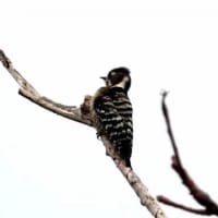 06/22探鳥記録写真：2月に出会った鳥たち①