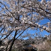 今日は我が子の見送りと庭の桜たち