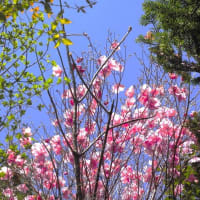 💖アケボノツツジ・アオハコベなど💖