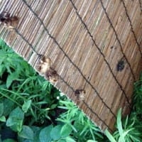 前夜脱皮のクマゼミは今朝、飛び立ちにも簾すがり