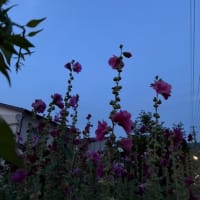 今日も夕方ラン