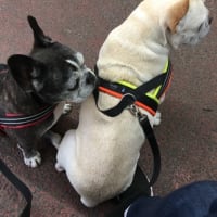パンチ再診