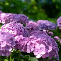 権現堂公園の紫陽花　その４５