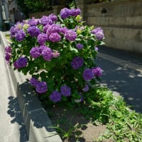 北の紫陽花
