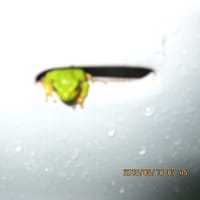 金沢市白山比咩神社②芭蕉句碑と貢蕉雨蛙！