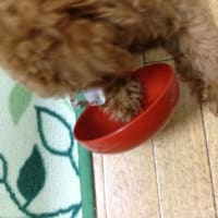 氷をペロペロ！