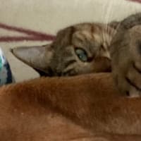 こたつ布団のカゲから