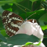 28日、千本釈迦堂から立本寺、平野神社への散歩で真夏日だより＆癌治療