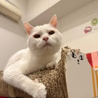 本日休業。