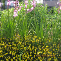 小次郎と春の草花－ワトソニア－