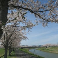 三田市・武庫川沿いの桜並木