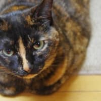 ハナの49日