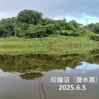印旛沼(6月5日)捷水路雨上がり釣行！
