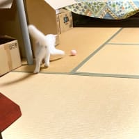 セリア 猫おもちゃフェルトボールで遊ぶトノとヒメ