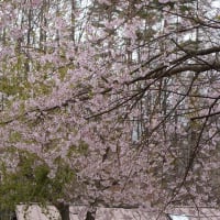 山梨の温泉へ　４月末　山桜が綺麗でした‼