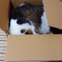 記事がない時のソウタ頼み。その2。
