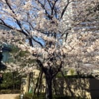 2019年桜の景色（武蔵小杉）