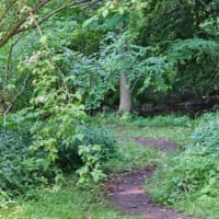 「久しぶりの小石川植物園」