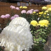 大國魂神社の酉の市