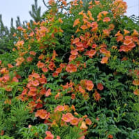 ノウゼンカズラ満開はや「盛夏」＠北陸新幹線上越妙高駅界隈
