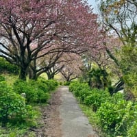 八重桜　満開