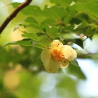 富士北麓の草原を散策　令和7年6月22日