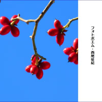 赤い木の実