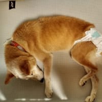 今日のヒカリ