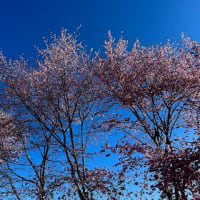 綺麗に咲く桜♪(^_^)