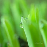 ギボウシの新芽に朝露ころころと♪