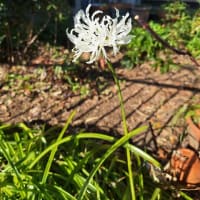 ネリネ（ダイヤモンドリリー）