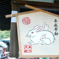 うさぎ目。