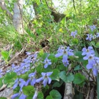 花の三ノ峠山歩き(07)　2025/04/27