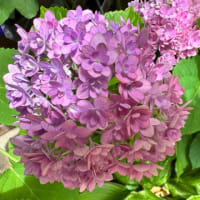 小さな庭に咲く紫陽花