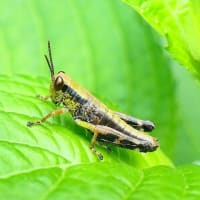 小さなバッタと紫陽花