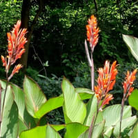 長居植物園の“ヘメロカリスの花”たち！