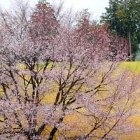 霞み咲き 造語が出来る ファンタジー まだまだ語る 山桜好き