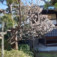 【実施報告】２月２４日（土）ミニW：平塚の梅の花を観賞する