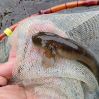 終わり良ければ全て良し＾＾（6月8日釣行記）