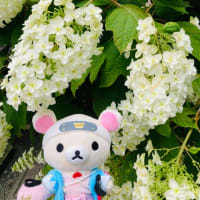 紫陽花。