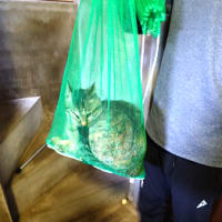 車庫に閉じ込めて無事に捕獲