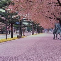梅野哲の観に行きたい桜の名所㉗