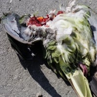 【拡散願います】【補足】二見入り口から第4ゲートへー座り込み後に野鳥の遺体と遭遇（20250530ー①）