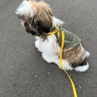 初散歩。