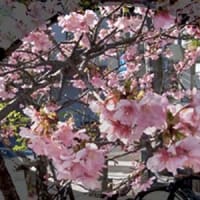 海堂（カイドウ）の花