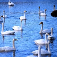菅生沼の白鳥たち